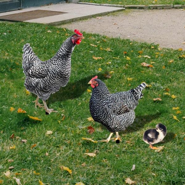 Decorazioni da giardino Palo di pollo acrilico decorativo per statue di galline resistenti alle intemperie Decorazione da cortile 3 pezzi