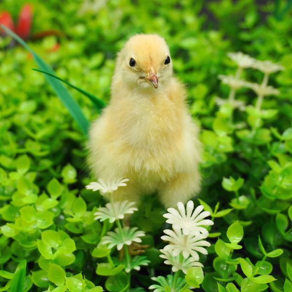 1 bicho de pelúcia taxidermia frango jovem eurasiano decoração de ensino 240129