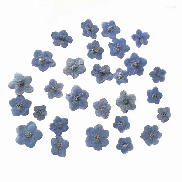 Flores decorativas 40 peças naturais minúsculas secas prensadas pétalas de miosótis com diferentes cores e formatos para unhas de joias de resina artesanal