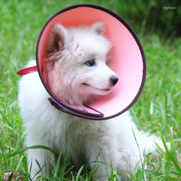 Coleiras de cachorro para animais de estimação, anel de pescoço, capa de cabeça, proteção anti-mordida, suprimentos para gatos