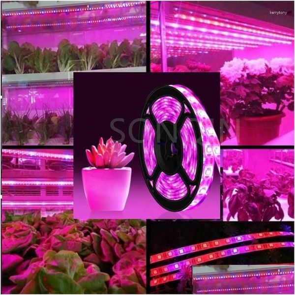 Coltiva le luci 5M 300Led Led Fl Spectrum Phyto Lampada 12V Striscia luminosa Impermeabile Smd Pianta Fiore Serra Ctivo Idroponico Drop Delive Dhpud