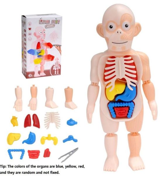 Montessori 3d quebra-cabeça anatomia do corpo humano brinquedo aprendizagem educacional diy montado brinquedos kits corpo órgão ferramentas de ensino para crianças 3491155