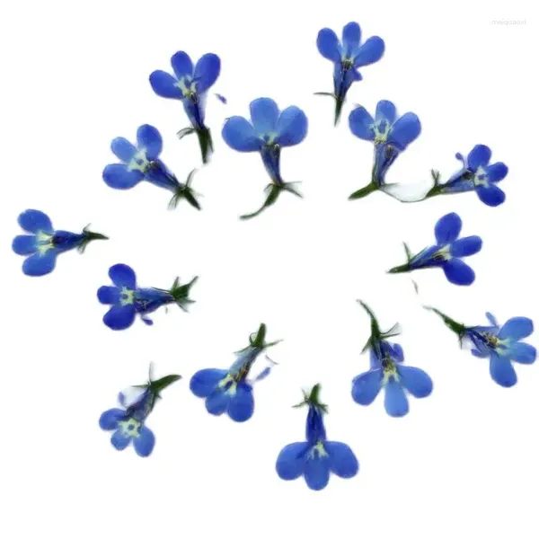 Flores decorativas pequenas flores secas prensadas para pulseira de resina diy lobélia azul plantas verdadeiras 120 peças