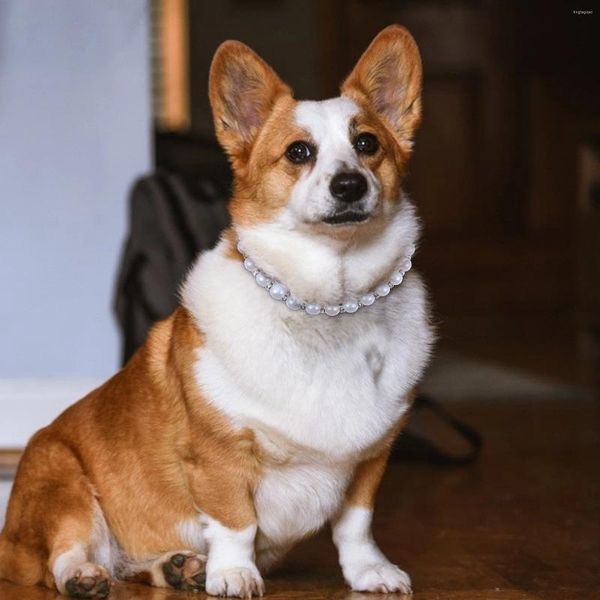 Collari per cani Collare di perle per animali Collana di perle di perle con nastro Imitazione gioielli Animali domestici