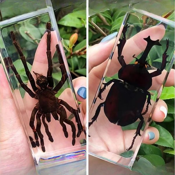 Espécime de insetos em resina modelo transparente grande bug aranhas besouros escorpião decoração presentes 240220