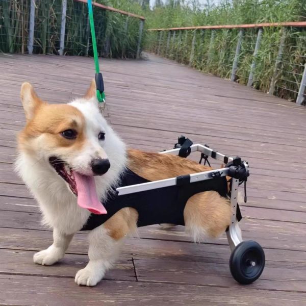 Ausstattung: Rollstuhl für kleine Hunde mit Lähmung der Hinterbeine, Gehhilfe für die Hinterbeine von Haustieren, unterstützte Pause für Patienten mit Hund, Ständer für Teddykatzen