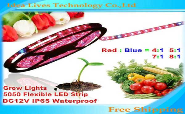 Whole5m 5050 DC12V LED Strip pianta coltiva le luci Rosso Blu 41517181 per serra Pianta idroponica Growing5mlot7625273