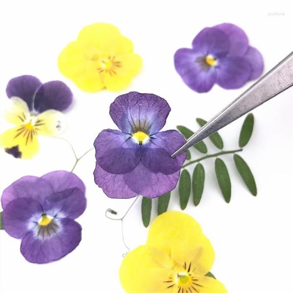 Fiori decorativi 12 pz/borsa Pansy Dried Press campioni viola/gialli per bambini fatti a mano classe arte artigianale Scrapbooking