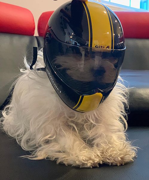 Cão vestuário engraçado animal de estimação capacete gato boné ao ar livre anticolisão chapéu para cães estilo po motocicleta adereços bonito bonito 230919