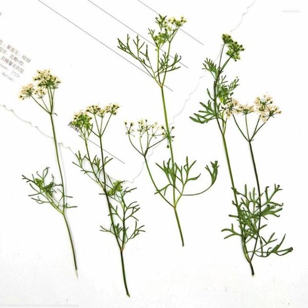 Dekorative Blumen 60 Stück gepresste getrocknete Korianderblüten Graspflanze Herbarium für Schmuck Lesezeichen Postkarte Telefonhülle Einladungskarte DIY