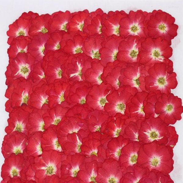 Flores decorativas 250 pçs pressionado seco vermelho chinês rosa flor plantas herbário para jóias marcador scrapbook caso de telefone abajur