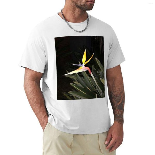 Polos masculinos Bird Of Paradise Flower Camiseta Kawaii Roupas Camisas de suor Fruit The Loom Mens T