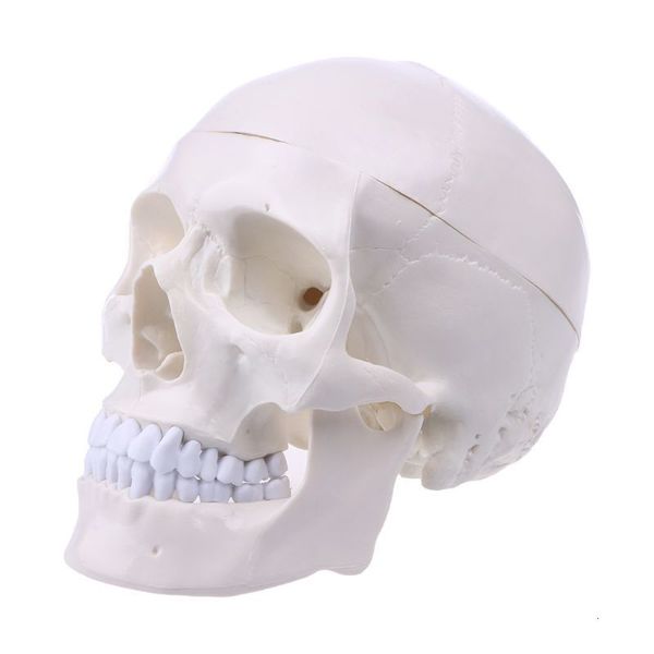 Dekorative Objekte Figuren Menschliche Anatomie Anatomie Kopf Skelett Schädel Lehrmodell Schulbedarf Lernwerkzeug Halloween Bar Ornament 230926