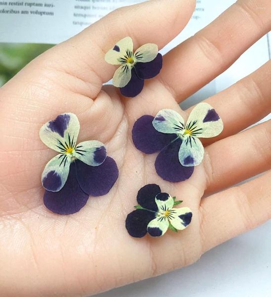 Dekoratif Çiçekler 120pcs Preslenmiş Purpeye Sellow Viola Tricolor L. Kuyumculuk için Çiçek Bitki Herbaryum Bookmark Invatation Card DIY