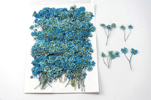 Dekoratif Çiçekler 120pcs Preslenmiş Kurutulmuş Çiçek Mavi Chamomilla Herbaryum Epoksi Mücevherler İçin Yer İşareti Telefon Kılıf Makyaj Çivi Sanat El Sanatları