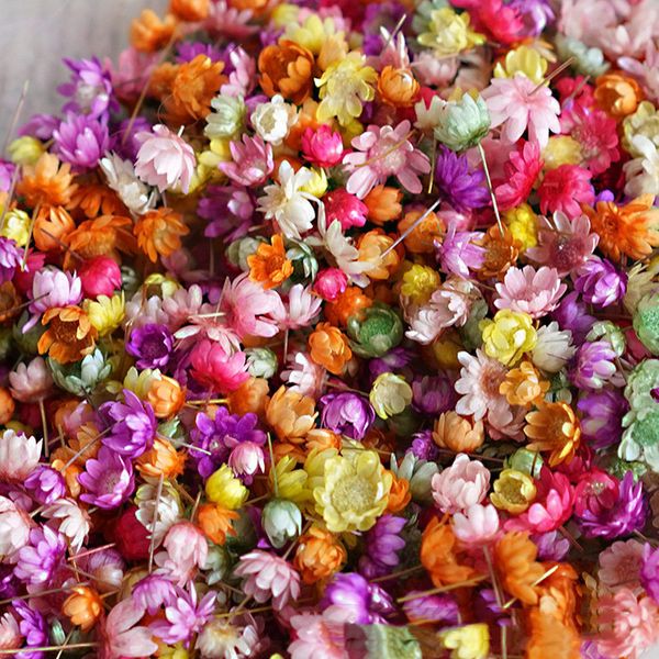 Objetos decorativos Figuras lindas flores secas secas artesanato de arte diy resina epóxi vela fazendo jóias festas em casa prensa 230104