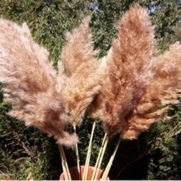 20 steli Pampas Decorazioni per feste Decorazioni per erba Bouquet di fiori secchi Uso nuziale Decorazioni natalizie Fiori artificiali Decorazione autunnale