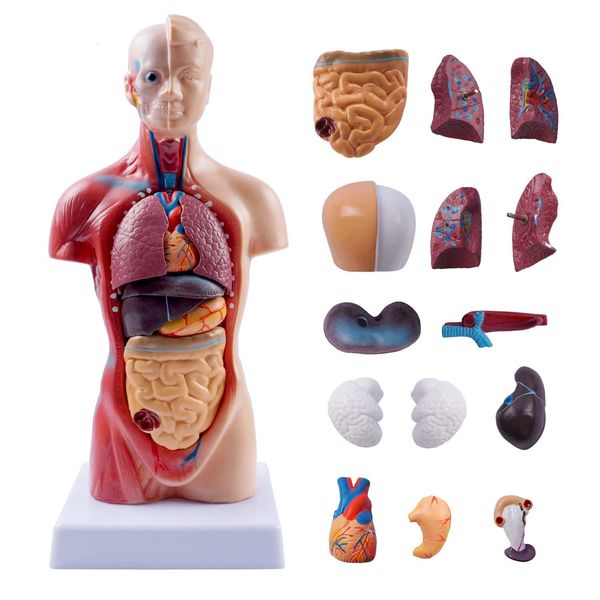 Altro materiale scolastico per ufficio Torso da 105 pollici Modello corpo umano Bambola anatomica 15 parti rimovibili Organi educativi per insegnare agli studenti della classe di studio 230130