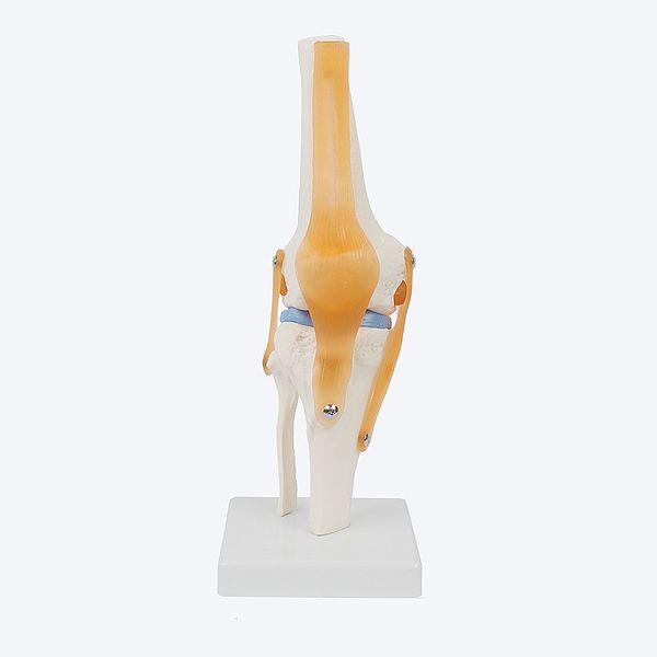 Andere elektronische Komponenten 1 Stück menschliches Anatomie-Skelett, lebensgroßes Kniegelenk-anatomisches Modell mit Bändern, Wissenschaftslehrmittel 230130