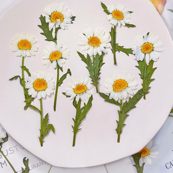 Dekoratif Çiçekler 1000 PCS Toplu Paketleme Beyaz Daisy Sticker Masa Lambası Dekorasyon Toptanes için Çiçek ile Çiçek