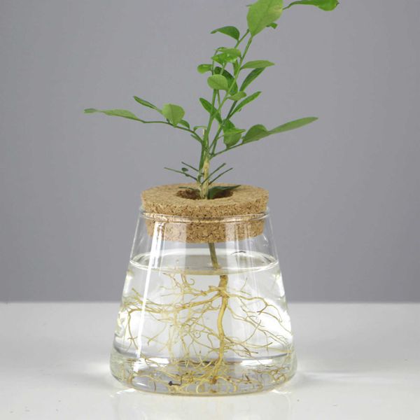 Plantadores Vasos Pote bunga hidroponik Mini tanaman transparente Pote tanaman rumah tamu