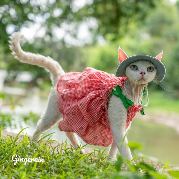 Katzenkostüme Sphynx Kuchenkleid Spitzen-Baumwollrock für haarlose Kleidung Weicher süßer Devon Rex Kätzchenmantel