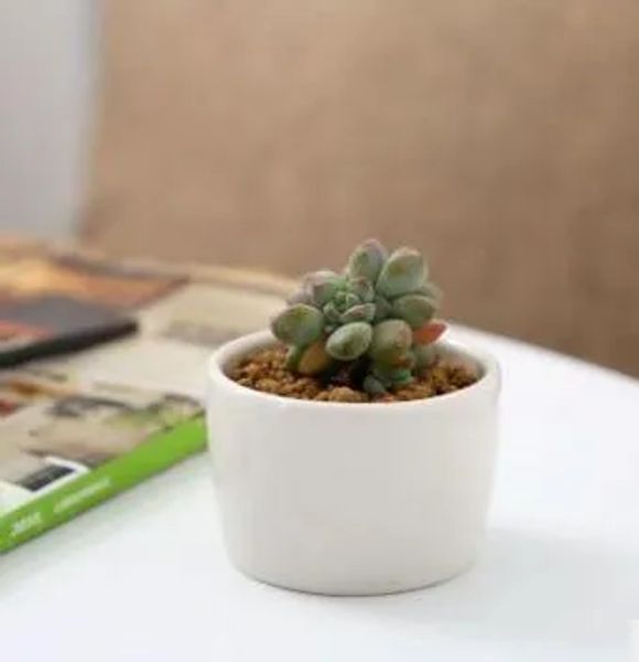 Ücretsiz Nakliye Seramik Bonsai Saksları Toptan Mini Beyaz Porselen Flowerpots Tedarikçileri Tohumlamak İçin Etli Kapalı Ev Kreş Ekicileri