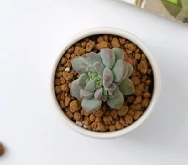 240pcs Keramik Bonsai -Töpfe Großhandel Mini White Porzellan Blumenpots Lieferanten für saftige Innenhäuser -Kindergärten kostenloser Versand