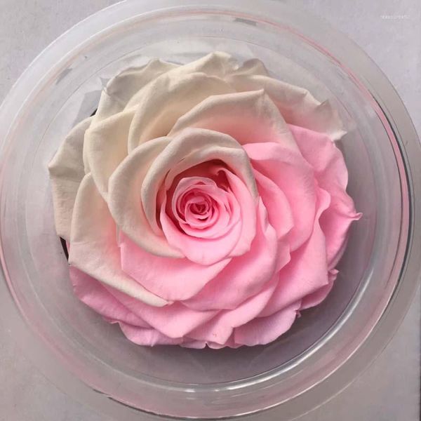 Dekorative Blumen, 2 Stück, konservierte Rosenblüten, für immer unsterblich, 8 cm Durchmesser, Valentinstagsgeschenk, ewiges Leben, Materialbox