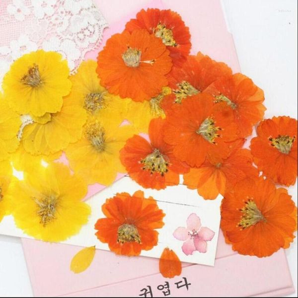 Fiori decorativi 250pcs premuto cosmo secco Sulphureus Cav. Flower Plant Herbarium for Gioielli Postcard Telefono Case Bookmark Scrapbook Fai da te