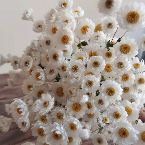 Dekoratif Çiçekler 60G/Lot Rudan Kuş Kurutulmuş Güzel Doğal Pembe Beyaz Buket Çekim için sahne masa yatak odası düğün ev dekorasyon
