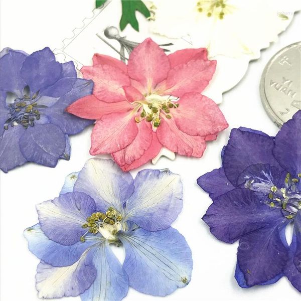 Dekorative Blumen 1000pcs Original weiße Farbe Larkspur getrockneter Blütensteuerhersteller Hersteller