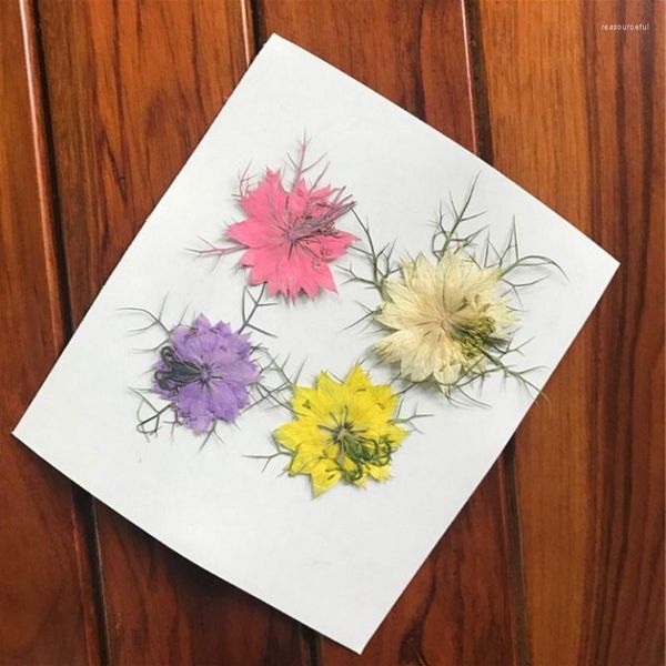 Dekoratif çiçekler 12 adet mum sanat dekorasyonları için kurutulmuş doğal çiçek korunmuş kuru diy etiketleri telefon kılıfı dekor aksesuarları