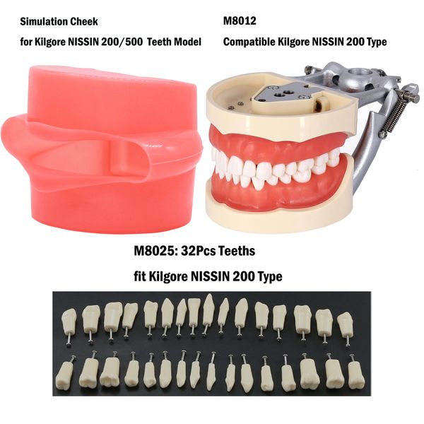 Outros dentes de higiene bucal de higiene Oral Modelo 32pcs Removável Faixa de dente de parafuso Kilgore Nissin 200 Simulação bochecha para ensinar o estudo 230815