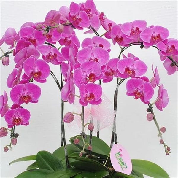 Flores decorativas simuladas Phalaenopsis Bonsai com Plantas Artificiais da Bacia Eringi Decoração de casamento em casa