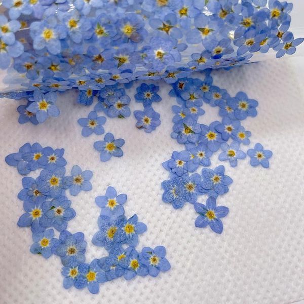 Dekoratif Çiçekler 250pcs Preslenmiş kurutulmuş doğal mavi miyosotis sylvatica unutma çiçek bitkisi herbaryum için mücevher telefon kasası