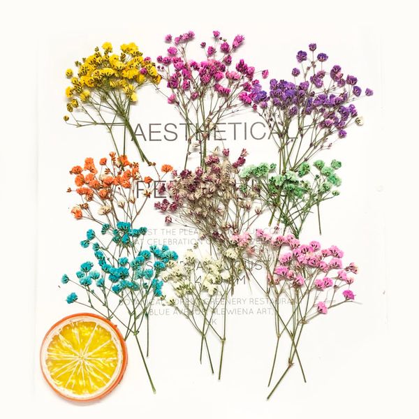Dekoratif Çiçek Çelenkler 60pcs 5-10cm kurutulmuş presli emilmiş gypsophila çiçekler Mücevher po çerçeve için bitki herbaryumu Bookmark Craft DIY 230828