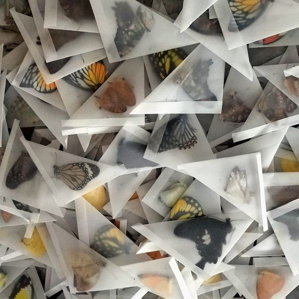 Dekoratif Nesneler Figürinler 10 adet gerçek kelebek örnekleri kanatları yaymadan DIY uygulama malzemeleri oluşturma 230830