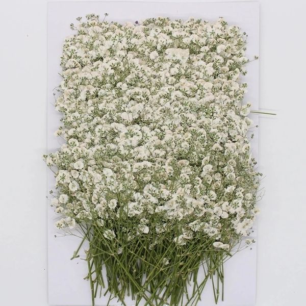 Ghirlande di fiori decorativi 120 pezzi Gypsophila naturale Fiori secchi Bouquet di fiori piccoli Fiori secchi Pressa Mini decorazione di sfondo Pography decorativa 230313