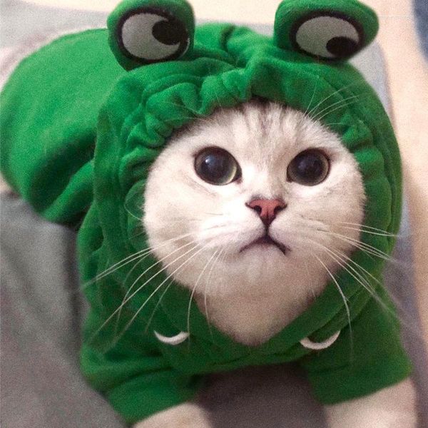 Costumi per gatti Funny Dog Hoddie Frog Cats Maglione Abbigliamento Cappotti per animali domestici con orecchie Giacca calda verde per piccoli animali domestici