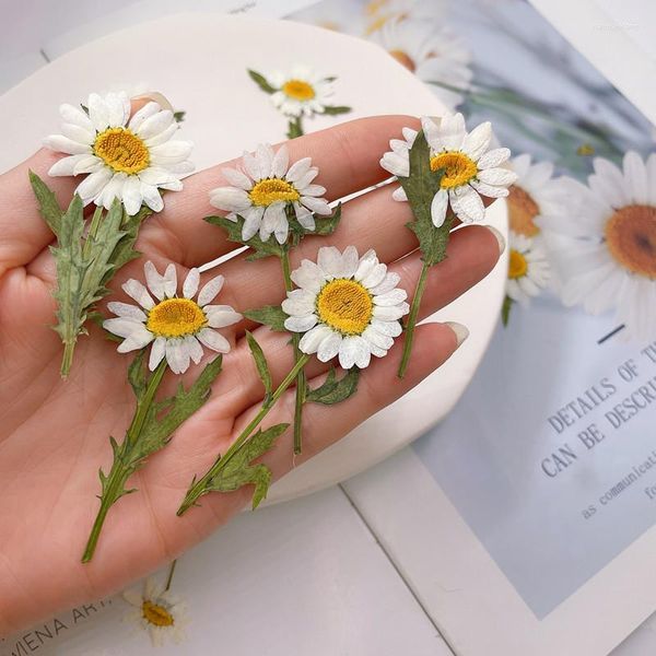 Dekorative Blumen 2–3 cm, 6–7 cm, echte getrocknete Pflanzen, weißes Gänseblümchen, gepresst, kleine, natürliche Leucanthemum-Paludosum-Zweige, DIY-Kunstharz-Schmuck