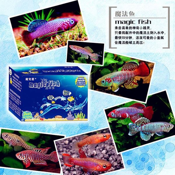 Dekorationen Magic Fish Kit Killifish Eier Boden schlüpfen Erde Haustier Bildung Spielzeug Magic Boden + Wasser = Fische Aquarium Haustiere Kinder Spielzeug Spielzeug