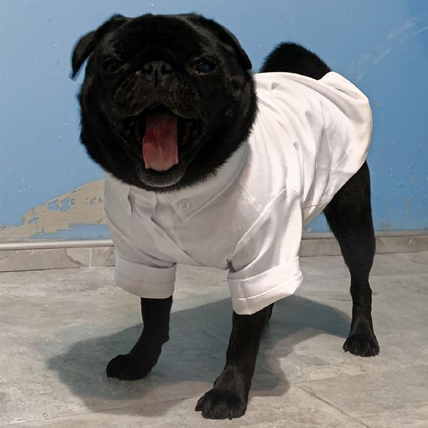 Vestuário para cães pug cão roupas camisa de bulldog francês vestuário de pet -tel de petinho de pet -tel pomerânia poodle bichon schnauzezer cães casaco 230504