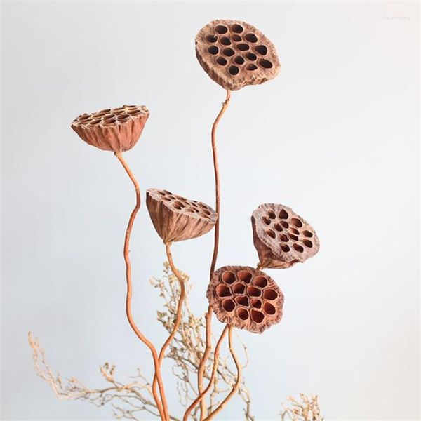 Dekoratif çiçekler kuru bonsai dekor tohum lotus 5pcs gerçek bitkiler doğal brwon bakla sapları yok tohum yok
