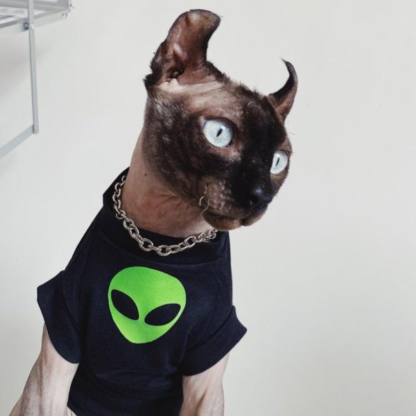 Roupas sphynx roupas de gato sem pêlos esfinge devon anão alienígena algodão et moda camiseta ac primavera verão