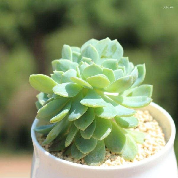 Dekoratif Çiçekler Simüle etli bitkiler bonssai echeveria pulidonis flowerpot doğal yapay çiçek katgır