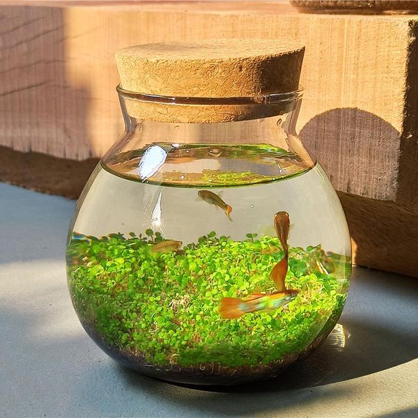 Acquari Modern Mini Fish House Rotondo Guppy Silenzioso Ecologico Piccolo allevamento Terrario Desktop Meduse Acquario Articoli decorativi