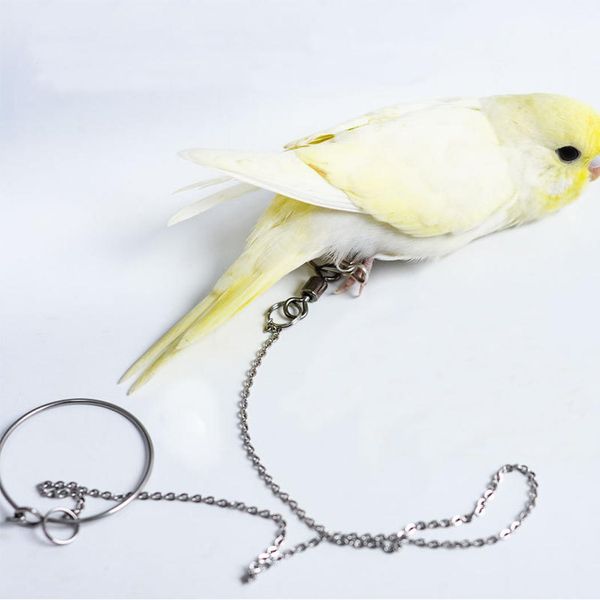 Anéis pássaro papagaio pé corrente de aço inoxidável tornozelo pé anel suporte corrente ao ar livre treinamento vôo acessórios pássaro suprimentos