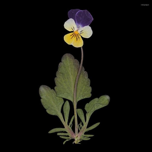 Fiori decorativi 12pz Premuto Reale Pansy Fiori Secchi Foglie Viola Tricolore Per La Decorazione Della Cassa Del Telefono Progetto Fai Da Te