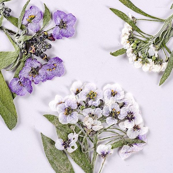 Flores decorativas de cor natural Alyssum nas amostras de plantas de hastes TRUE para pulseiras de resina de concha de telefone 120pcs